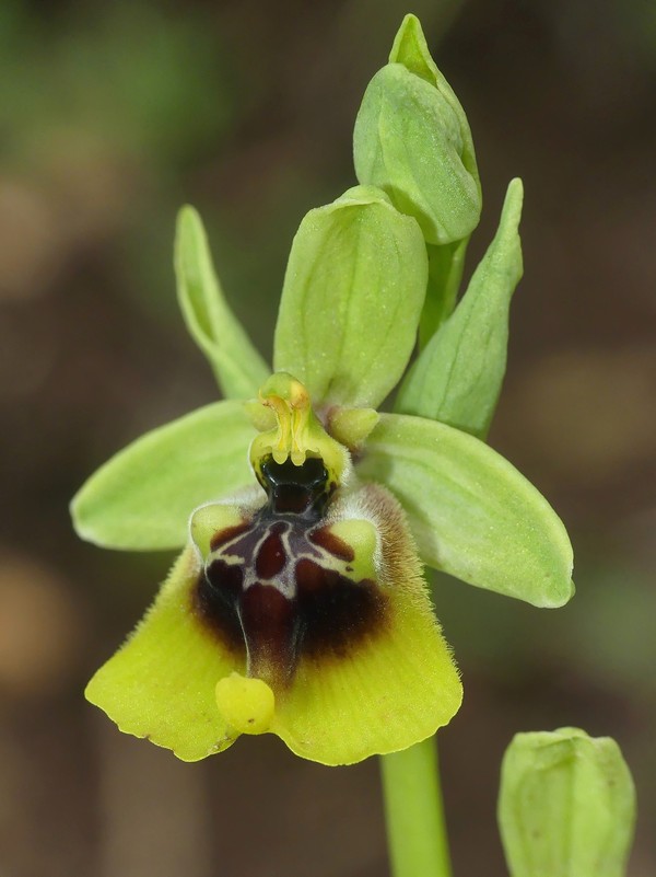 Ophrys lacaitae: la regina delle Ophrys prov. Frosinone  2020